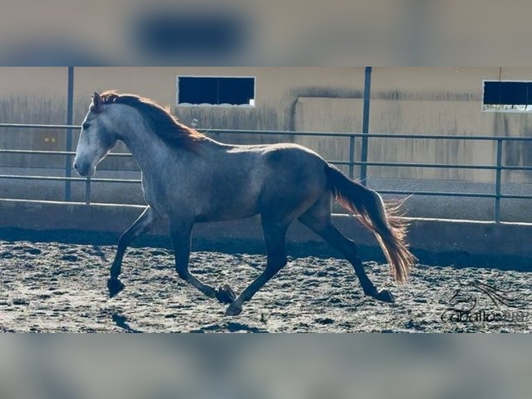 PRE Mix Wallach 4 Jahre 170 cm Schimmel in Barcelona