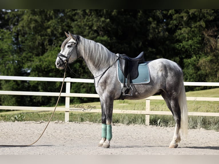 PRE Mix Wallach 4 Jahre 171 cm Schimmel in Niederstaufen