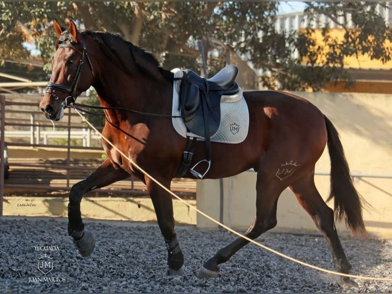 PRE Wallach 4 Jahre 174 cm Brauner in Küssaberg