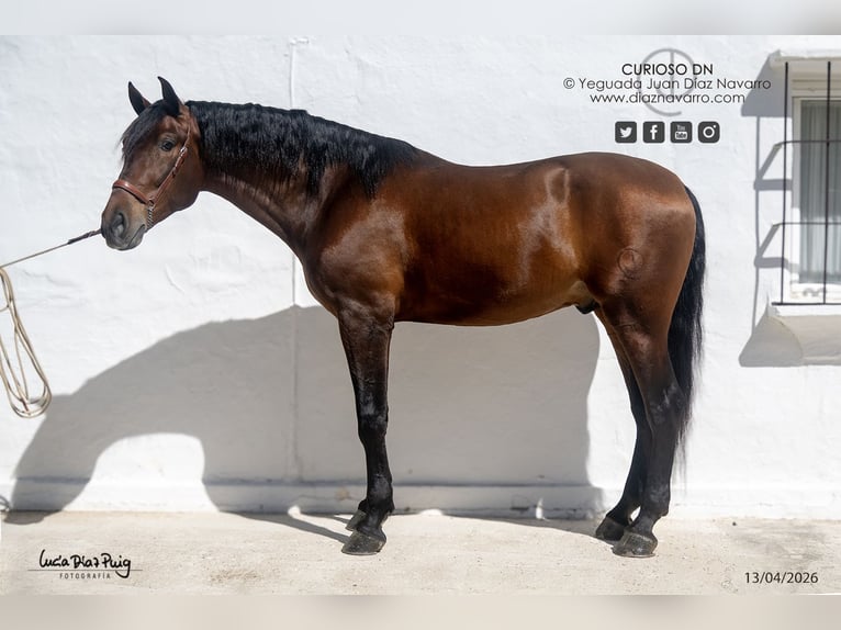 PRE Wallach 4 Jahre 180 cm Brauner in Arjona