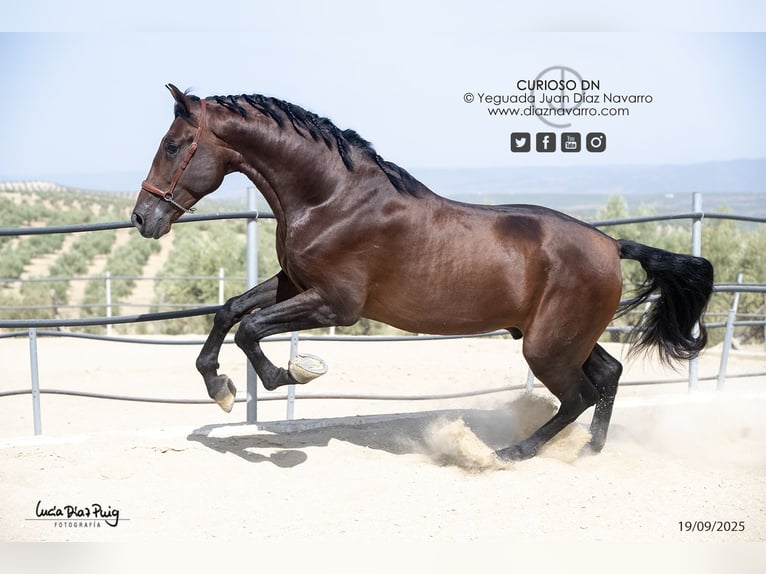 PRE Wallach 4 Jahre 180 cm Brauner in Arjona