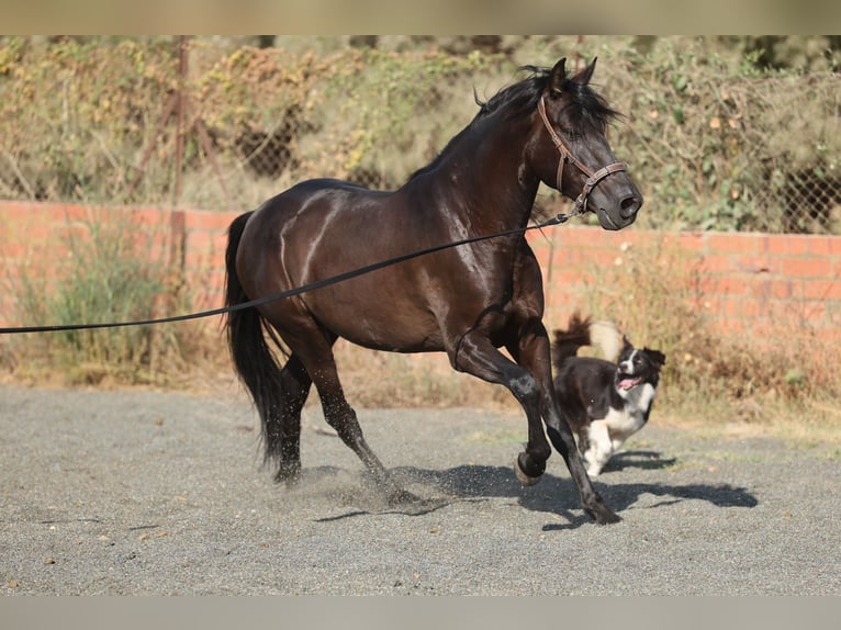 PRE Mix Wallach 5 Jahre 153 cm Rappe in Speyer