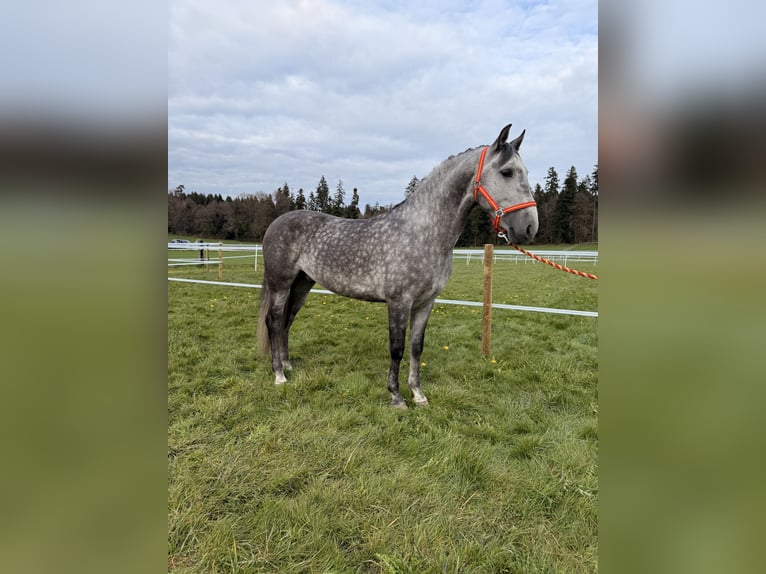 PRE Wallach 5 Jahre 154 cm Apfelschimmel in Baar