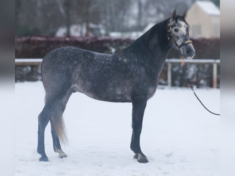 PRE Wallach 5 Jahre 155 cm Blauschimmel in Neustadt (Wied)