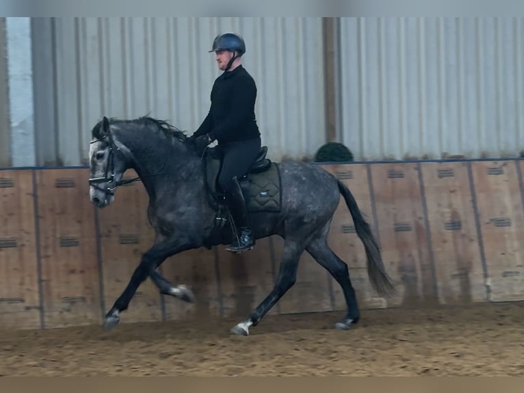 PRE Wallach 5 Jahre 155 cm Blauschimmel in Neustadt (Wied)