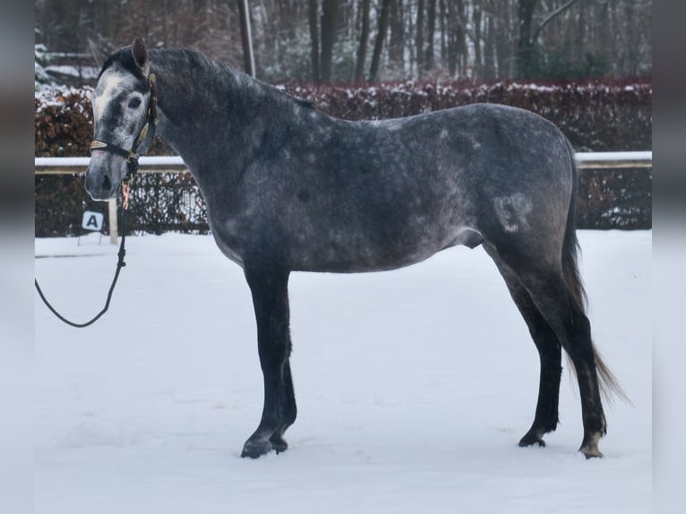 PRE Wallach 5 Jahre 155 cm Blauschimmel in Neustadt (Wied)