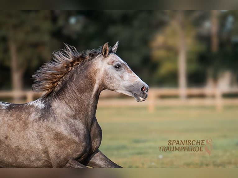 PRE Wallach 5 Jahre 155 cm Schimmel in Traventhal