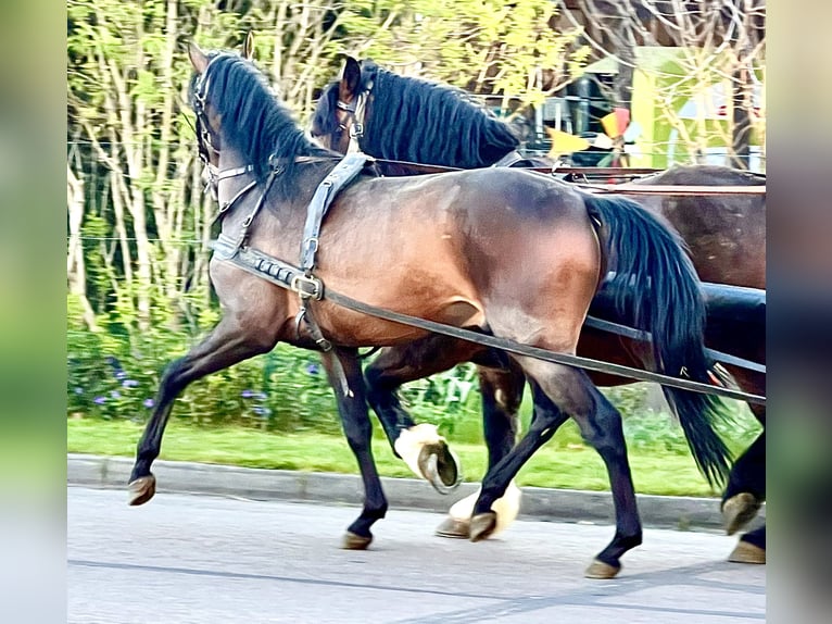 PRE Wallach 5 Jahre 156 cm Brauner in G&#xF6;rzke