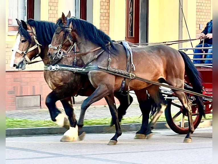 PRE Wallach 5 Jahre 156 cm Brauner in G&#xF6;rzke