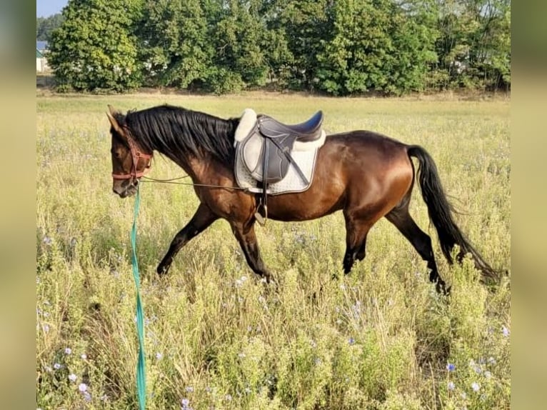 PRE Wallach 5 Jahre 156 cm Brauner in G&#xF6;rzke