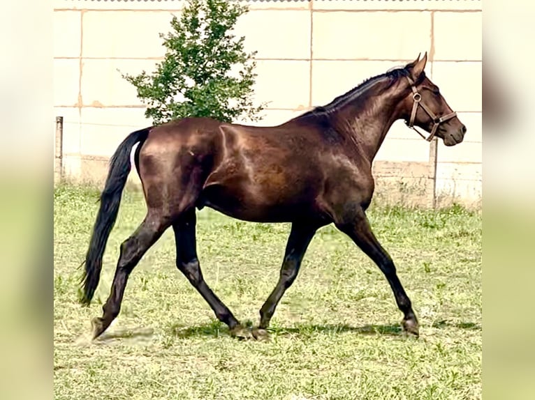 PRE Wallach 5 Jahre 156 cm Brauner in G&#xF6;rzke