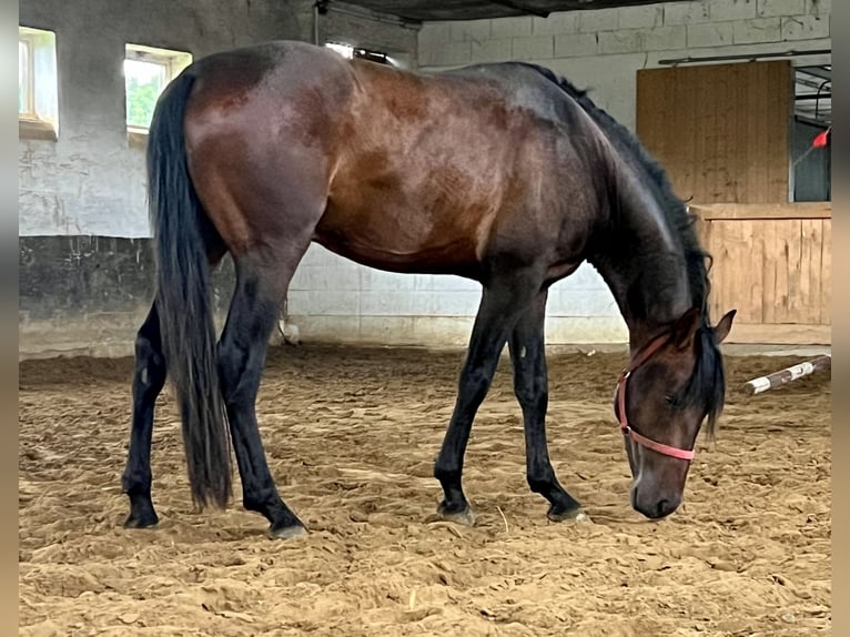 PRE Wallach 5 Jahre 156 cm Brauner in G&#xF6;rzke