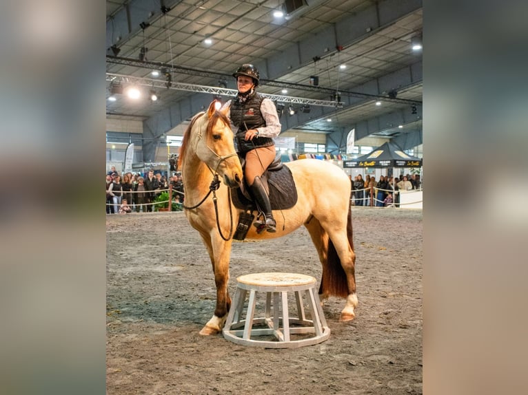 PRE Mix Wallach 5 Jahre 156 cm Falbe in Caumont