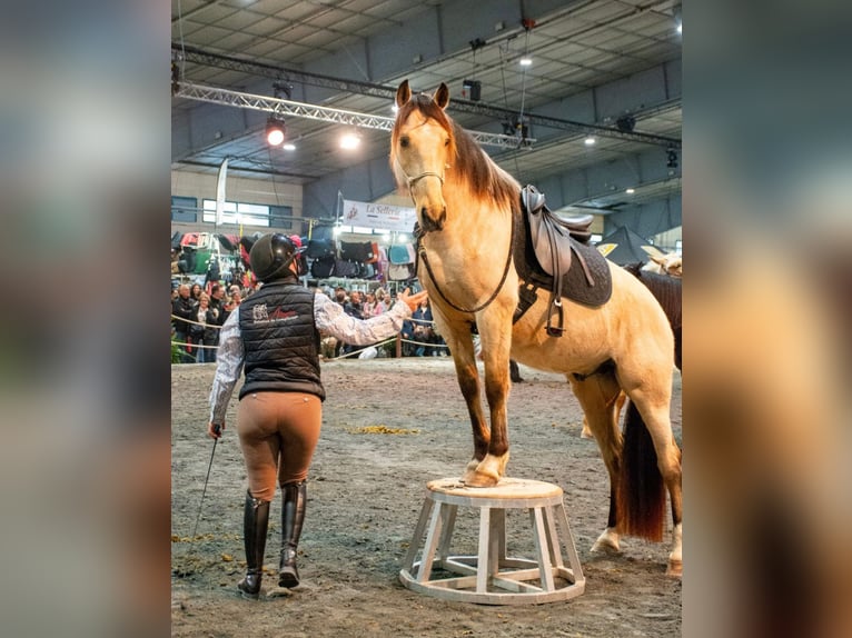 PRE Mix Wallach 5 Jahre 156 cm Falbe in Caumont