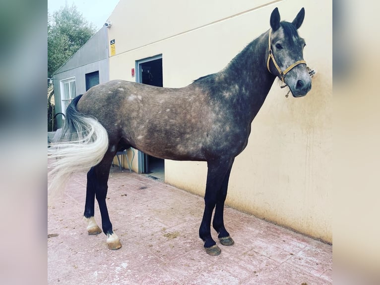 PRE Mix Wallach 5 Jahre 156 cm Rotschimmel in Mijas
