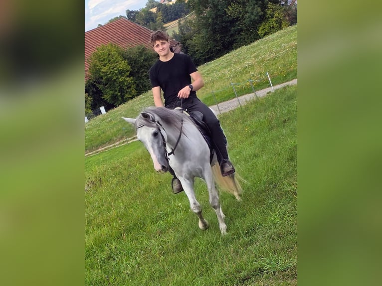 PRE Wallach 5 Jahre 156 cm Schimmel in Johanniskirchen, Habach 1