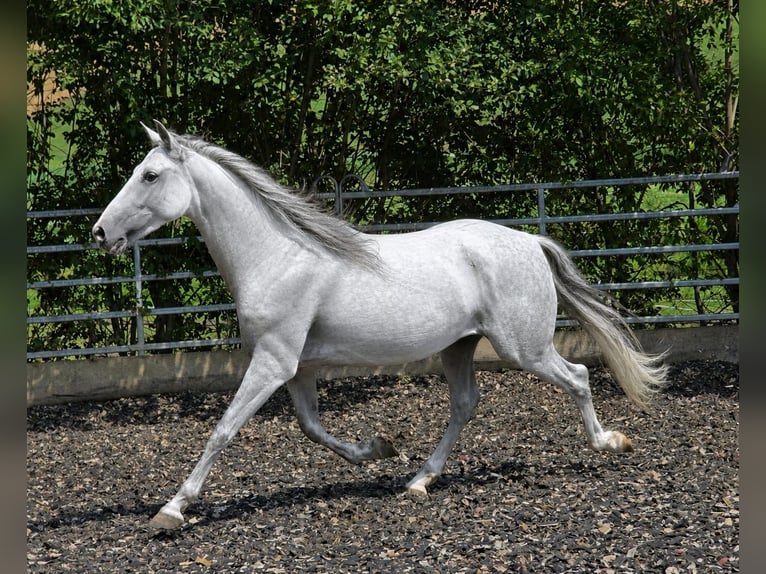 PRE Wallach 5 Jahre 156 cm Schimmel in Johanniskirchen, Habach 1