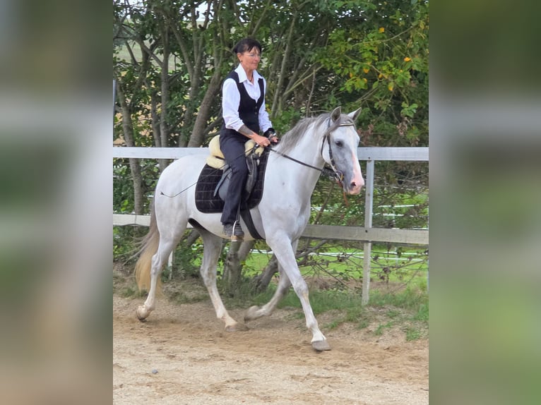 PRE Wallach 5 Jahre 156 cm Schimmel in Johanniskirchen, Habach 1