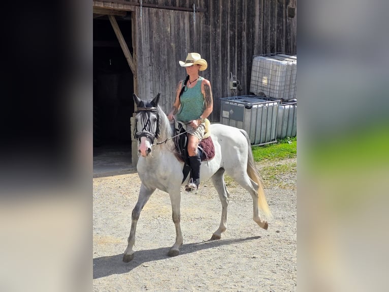 PRE Wallach 5 Jahre 156 cm Schimmel in Johanniskirchen, Habach 1
