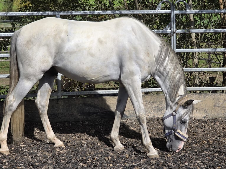 PRE Wallach 5 Jahre 156 cm Schimmel in Johanniskirchen, Habach 1