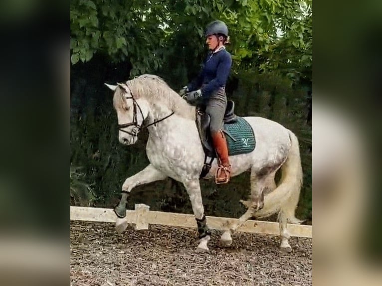 PRE Wallach 5 Jahre 157 cm Apfelschimmel in Sevilla