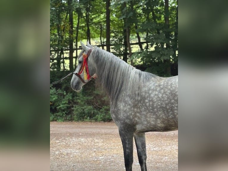 PRE Mix Wallach 5 Jahre 157 cm Apfelschimmel in Mayerling