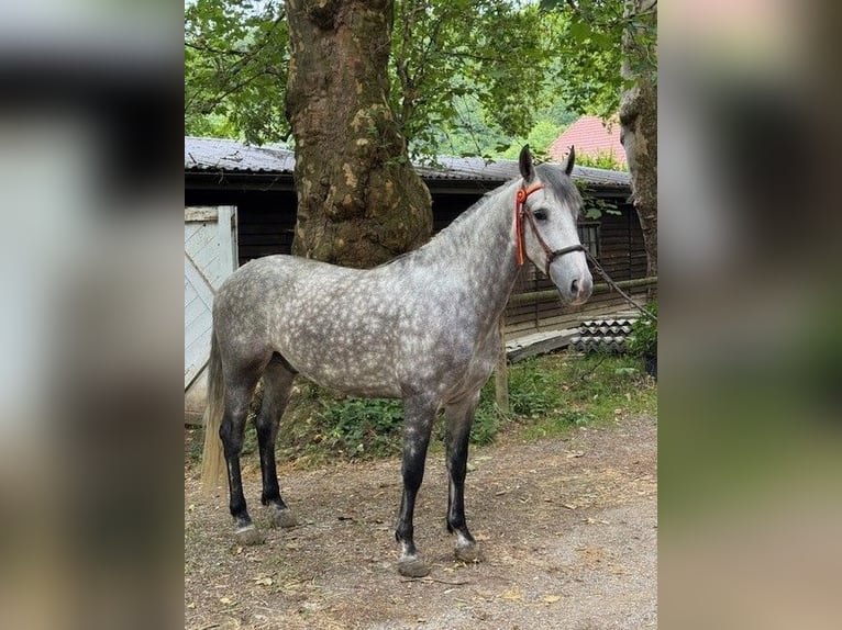 PRE Mix Wallach 5 Jahre 157 cm Apfelschimmel in Mayerling