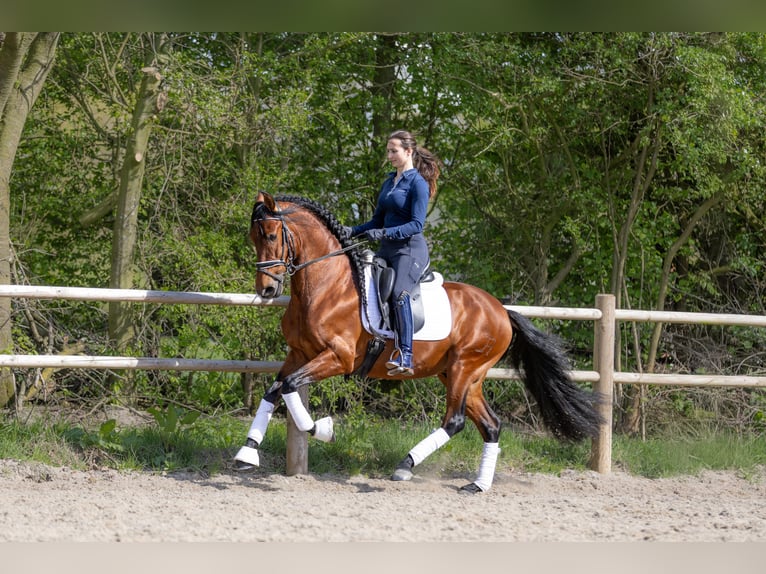 PRE Wallach 5 Jahre 157 cm Brauner in Hoogeloon