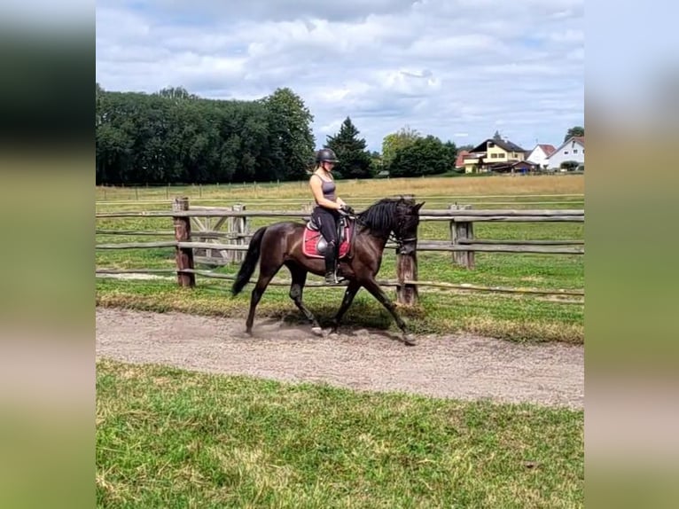 PRE Mix Wallach 5 Jahre 157 cm Dunkelbrauner in Karlshuld