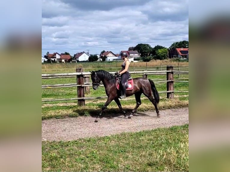 PRE Mix Wallach 5 Jahre 157 cm Dunkelbrauner in Karlshuld