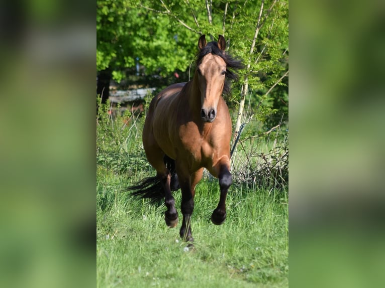 PRE Wallach 5 Jahre 158 cm Falbe in Stadthagen