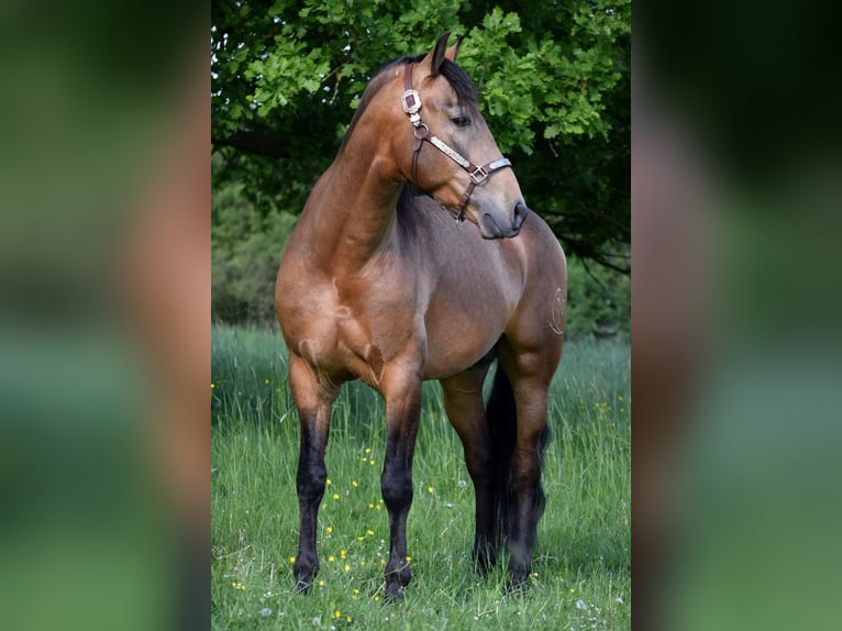 PRE Wallach 5 Jahre 158 cm Falbe in Stadthagen