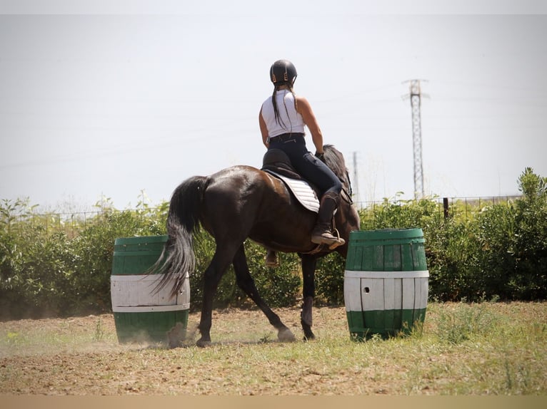 PRE Mix Wallach 5 Jahre 158 cm Rappe in Valencia