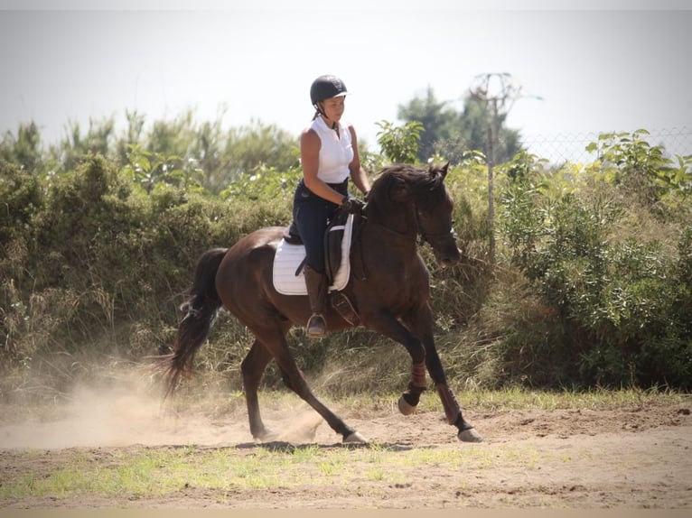 PRE Mix Wallach 5 Jahre 158 cm Rappe in Valencia