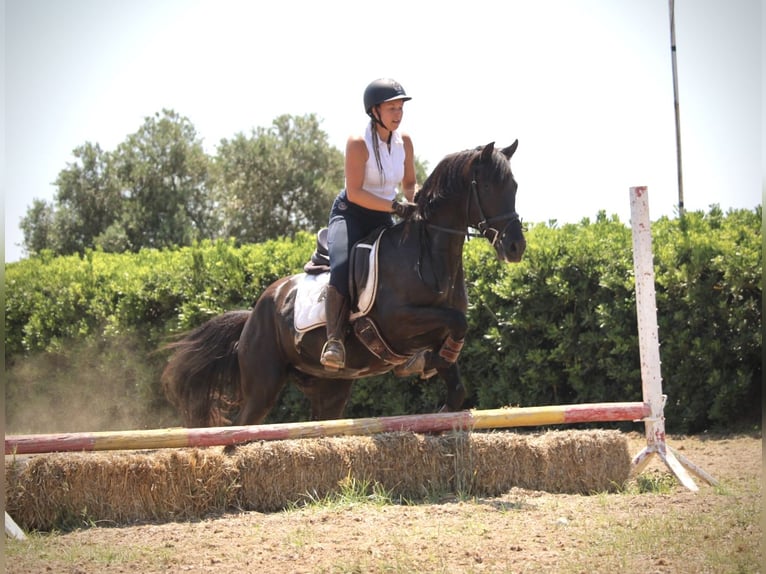 PRE Mix Wallach 5 Jahre 158 cm Rappe in Valencia