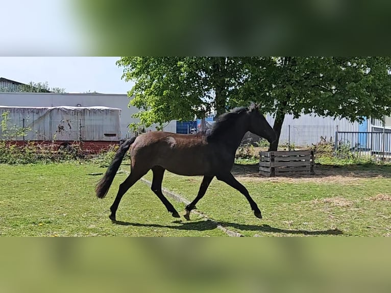 PRE Mix Wallach 5 Jahre 158 cm Rappe in Niederzier