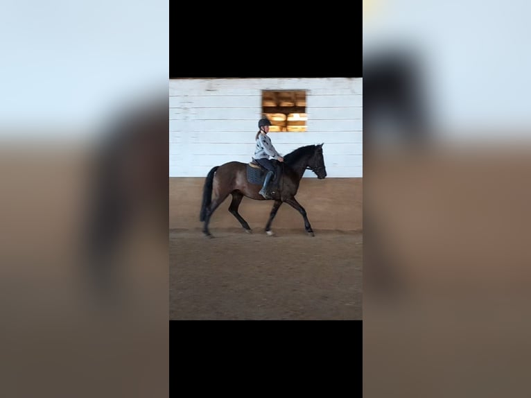 PRE Mix Wallach 5 Jahre 158 cm Rappe in Niederzier