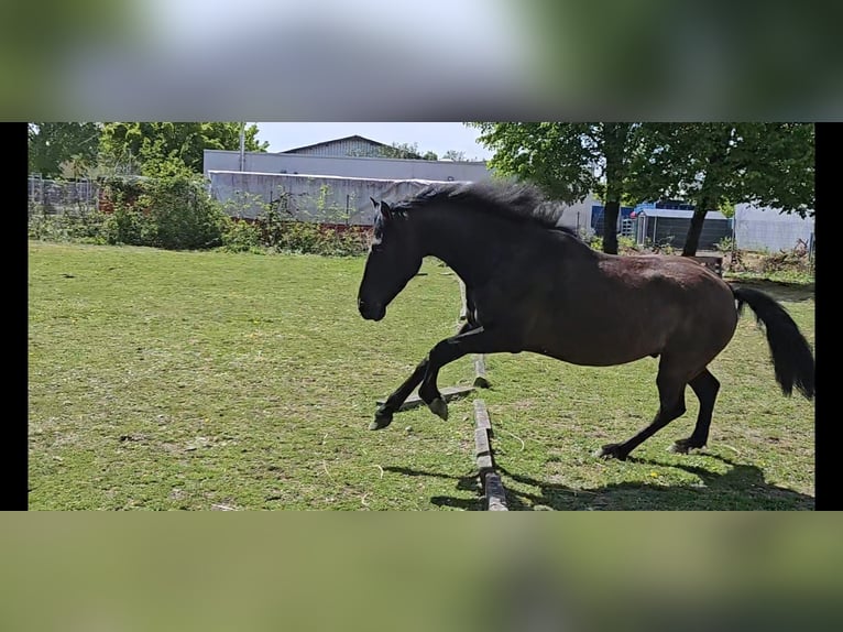 PRE Mix Wallach 5 Jahre 158 cm Rappe in Niederzier