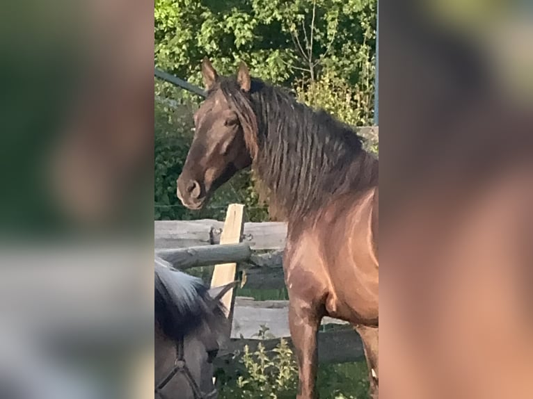 PRE Mix Wallach 5 Jahre 158 cm Rappe in Zierenberg