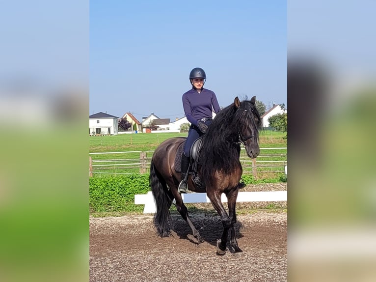 PRE Mix Wallach 5 Jahre 158 cm Rappe in Karlshuld