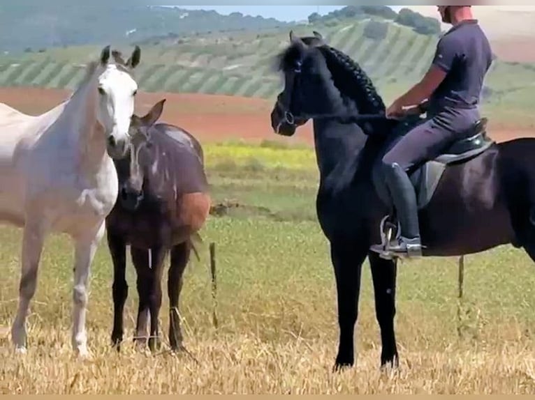 PRE Mix Wallach 5 Jahre 158 cm Rappe in Sanlucar