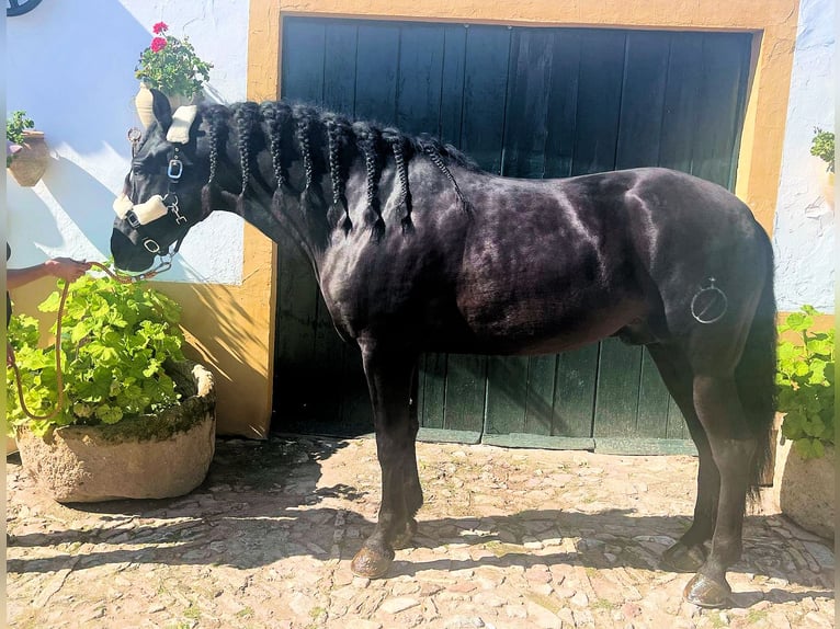 PRE Mix Wallach 5 Jahre 158 cm Rappe in Sanlucar