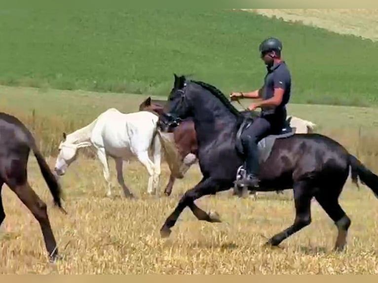 PRE Mix Wallach 5 Jahre 158 cm Rappe in Sanlucar