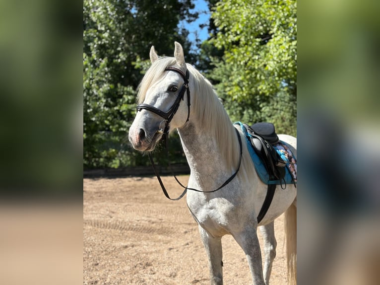 PRE Mix Wallach 5 Jahre 158 cm Schimmel in Rommerskirchen