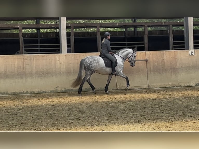 PRE Wallach 5 Jahre 158 cm Schimmel in Ratingen