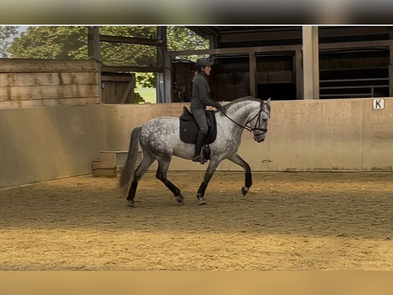 PRE Wallach 5 Jahre 158 cm Schimmel in Ratingen