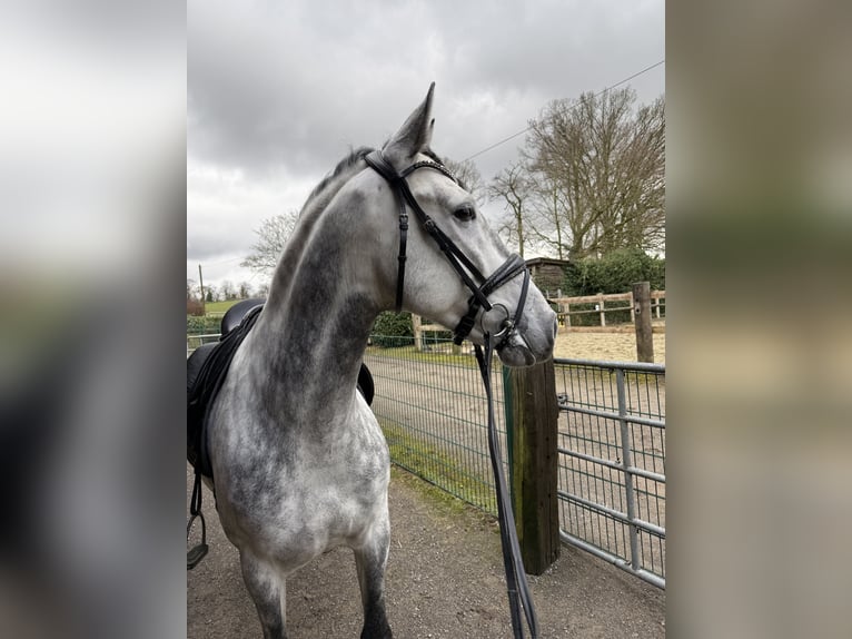 PRE Wallach 5 Jahre 158 cm Schimmel in Ratingen