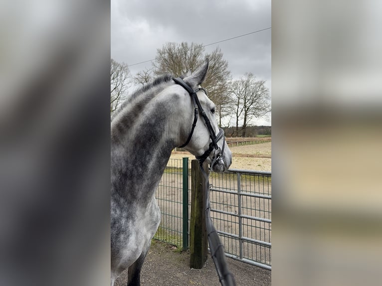 PRE Wallach 5 Jahre 158 cm Schimmel in Ratingen