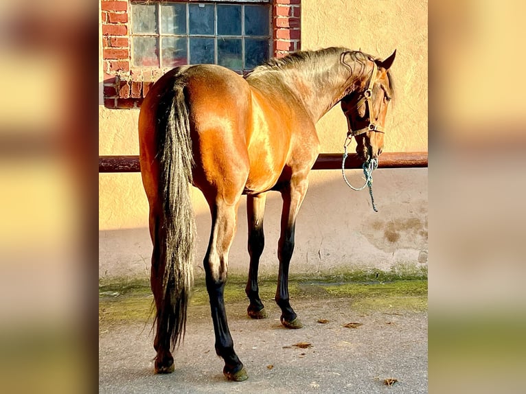 PRE Wallach 5 Jahre 159 cm Brauner in G&#xF6;rzke