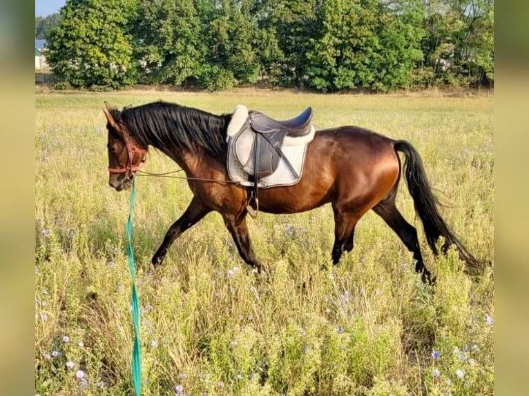 PRE Wallach 5 Jahre 159 cm Brauner in G&#xF6;rzke